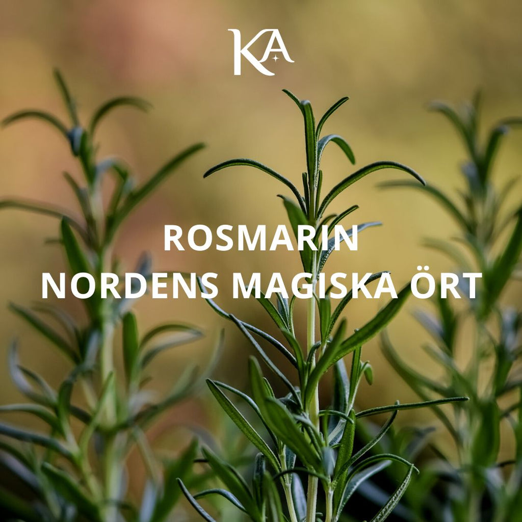 Rosmarin: Nordens magiska ört