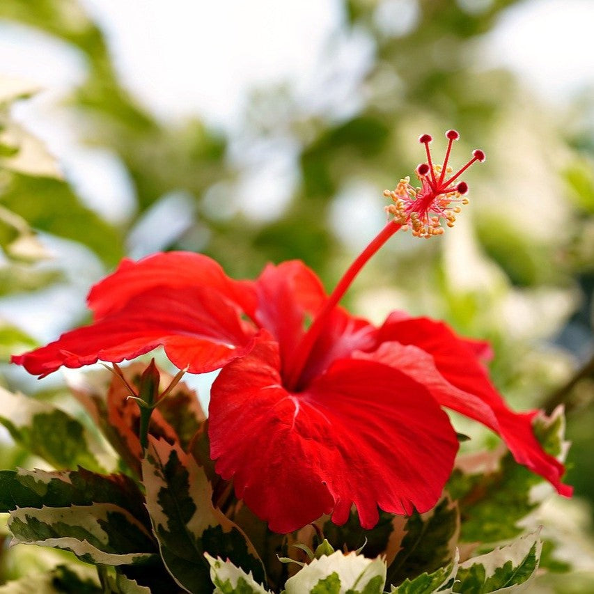 Hibiskus