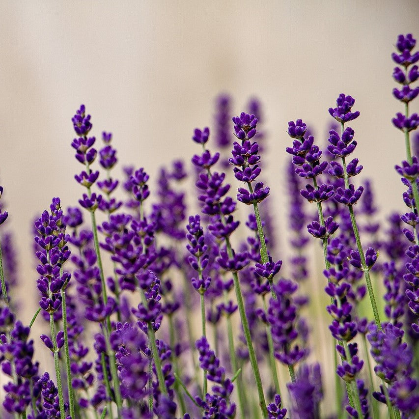 Lavendel