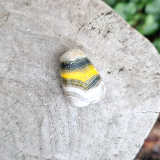 Bumble Bee Jaspis, trumlad