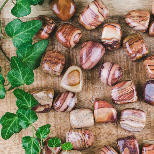 Chokladjaspis, trumlad